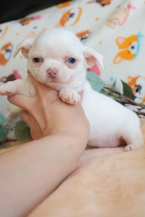 Chihuahua Mini . Branco olhos azuis.  Perfeito