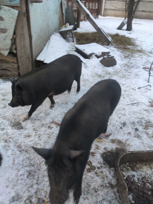 Вьетнамські поросята ,кнур,кабанчик