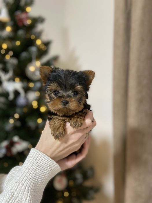 Хлопчик мікро до 1.6кг