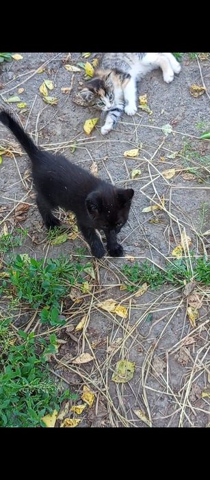 Чорний котик шукає люблячу сім'ю