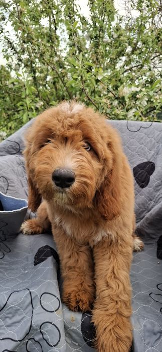 Goldendoodle f1 standard