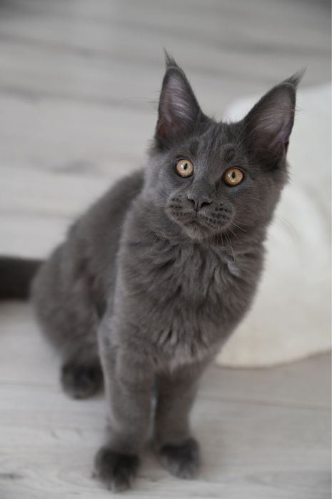 Koteczka Maine Coon niebieska