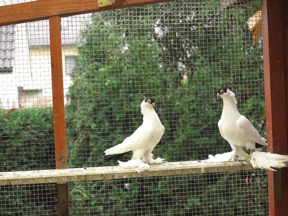 Krymka Białostocka od Mistrza Polski OKAZJA