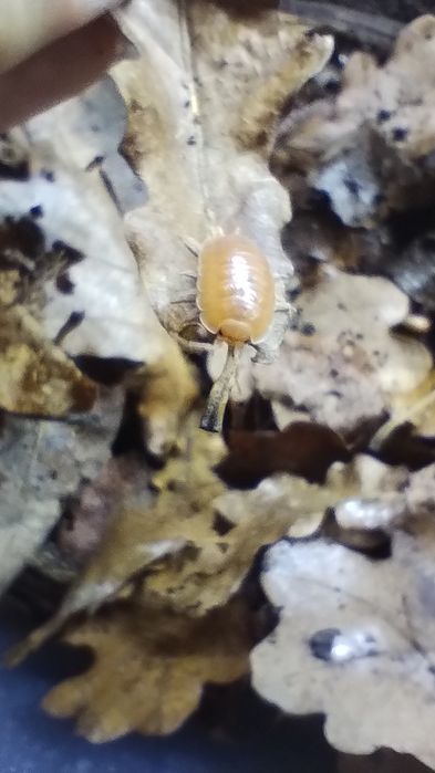 Izopody porcellio laevis Orange