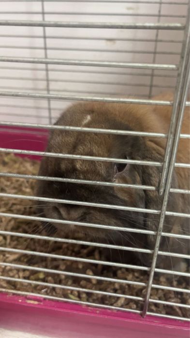 rodowodowy Mini Loop