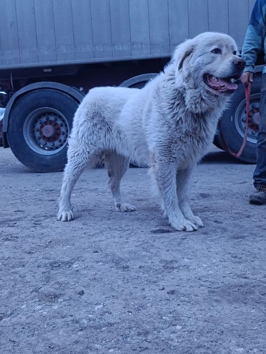 Owczarek podhalański