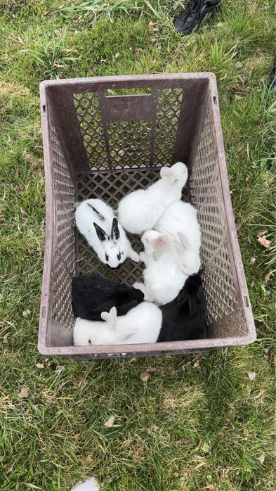 Króliki małe na sprzedarz