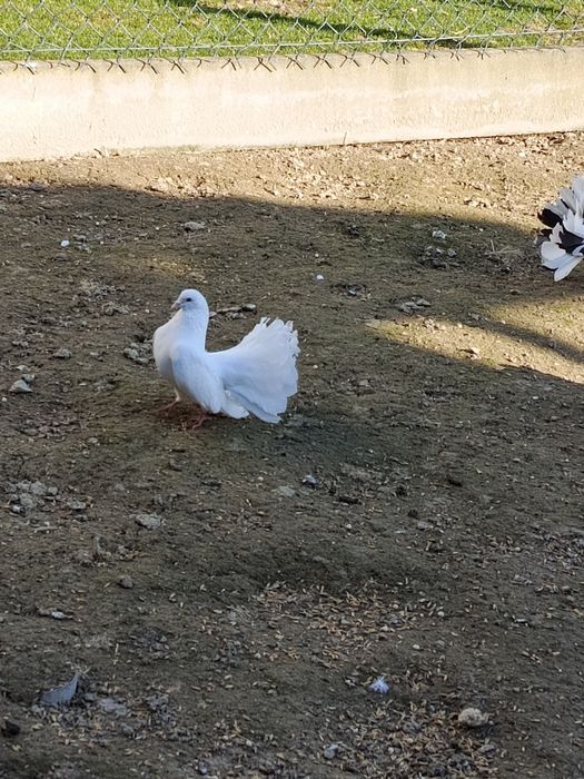 Sprzedam pawiki i mewki