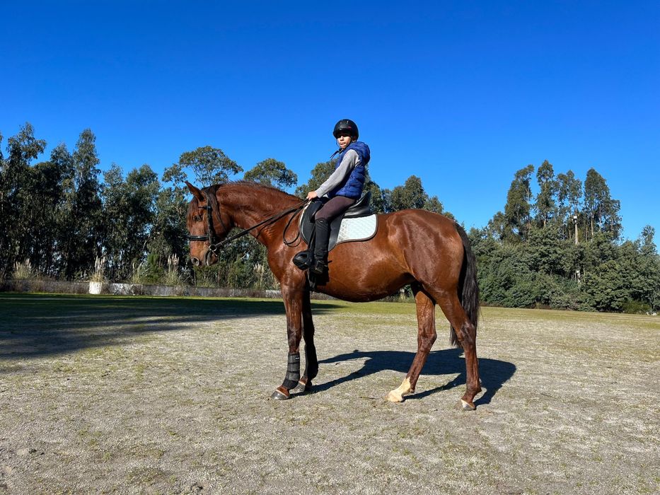 **poldra palomina lusitana 6 meses **