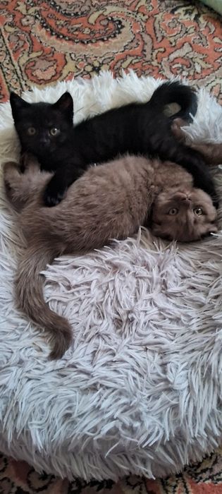 Продам шикарных котят