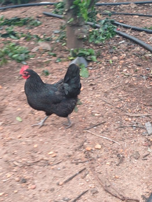 Ovos de galinhas de raça portuguesas