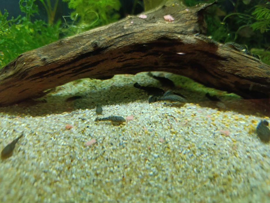 Glonojad zbrojniki pospolity