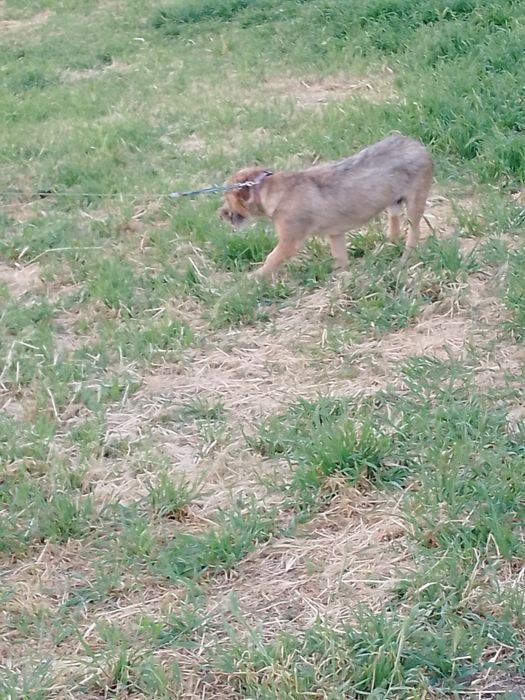 Одам собаку Николаев
