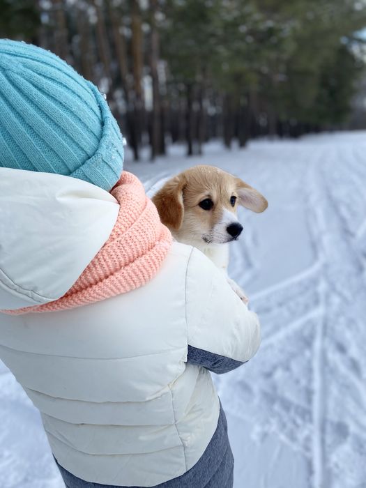 Малюки Вельш Корг