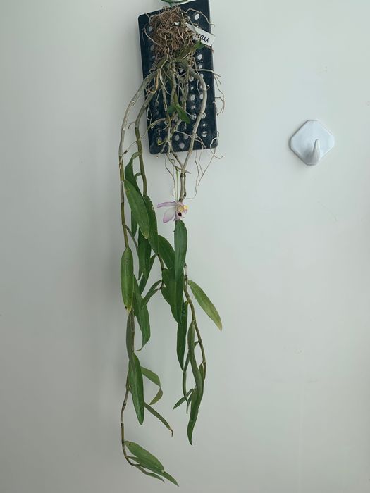 Орхідея Dendrobium Flexicaule дорослий