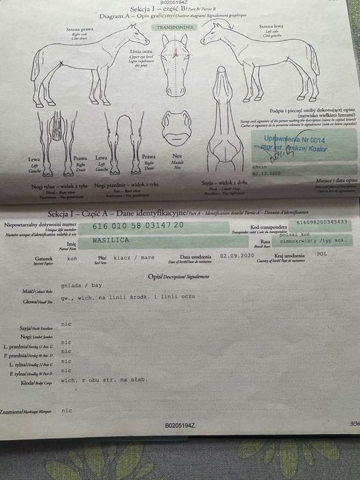 Sprzedam klacz typ sokólski