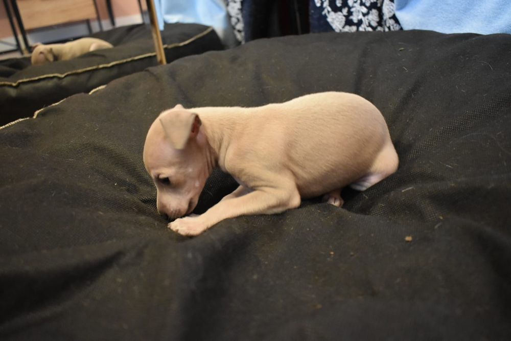 Charcik włoski- piesek