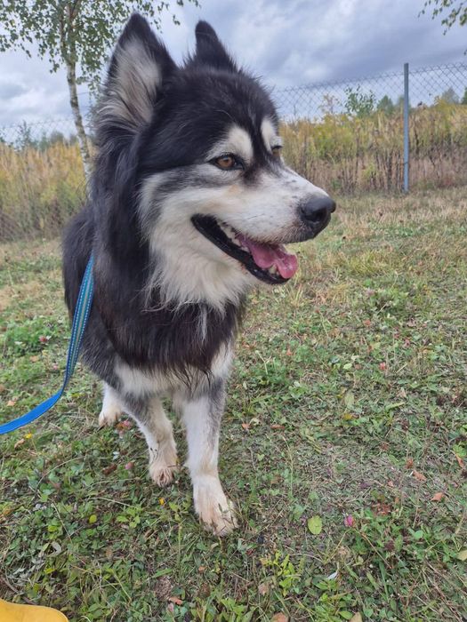 Vidar szuka domu !!!