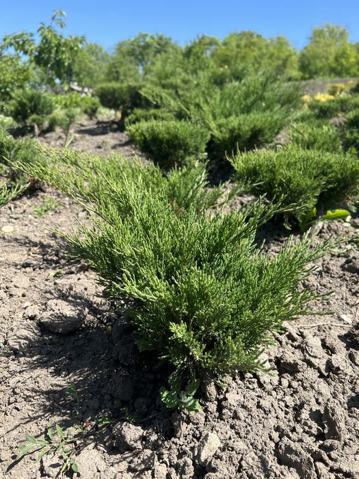 Продам Моживельник