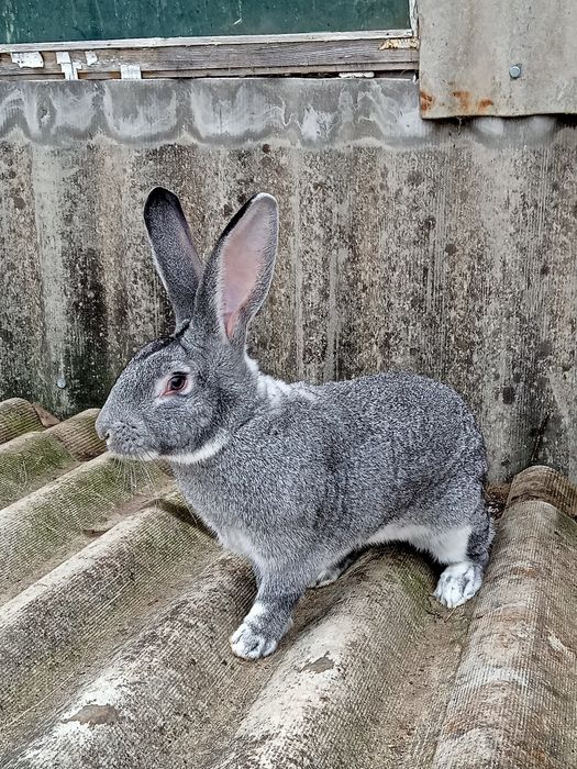 Кролі породи Шиншила