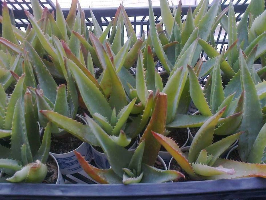Aloé Vera (planta natural)
