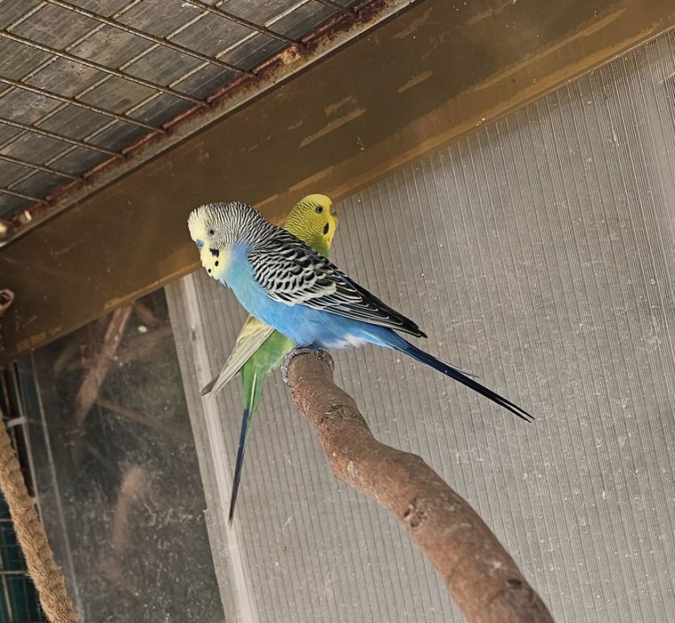Casal piriquito macho azul femea amarelo esverdeado