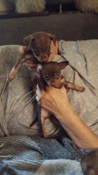 Цуценята Той-тер'єр