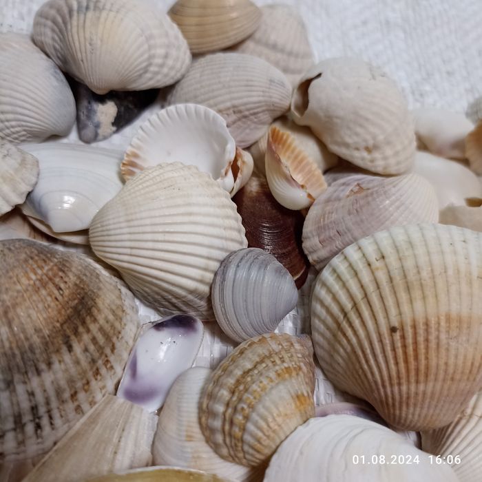 Мушлі з Чорного моря