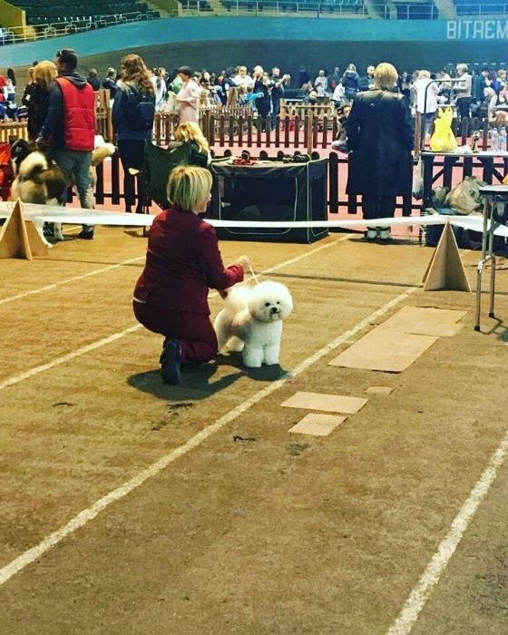 в'язка бішон-фрізе