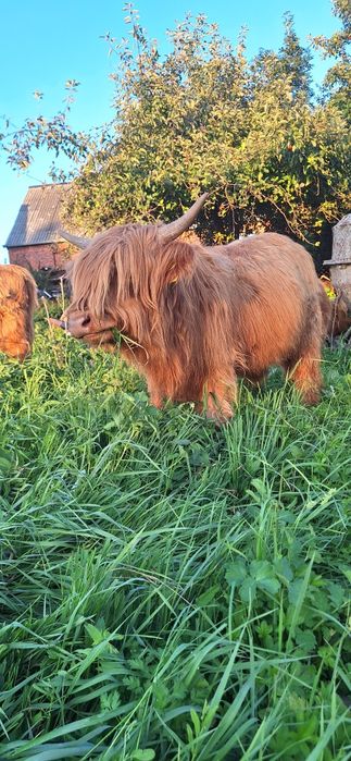 Bydło Szkockie Highland
