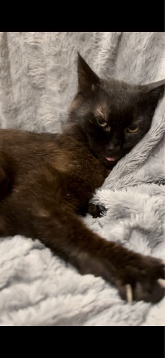 Uroczy kocurek Bamboo szuka domku