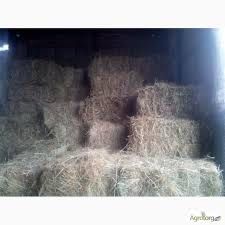 Продам сіно в тюках .