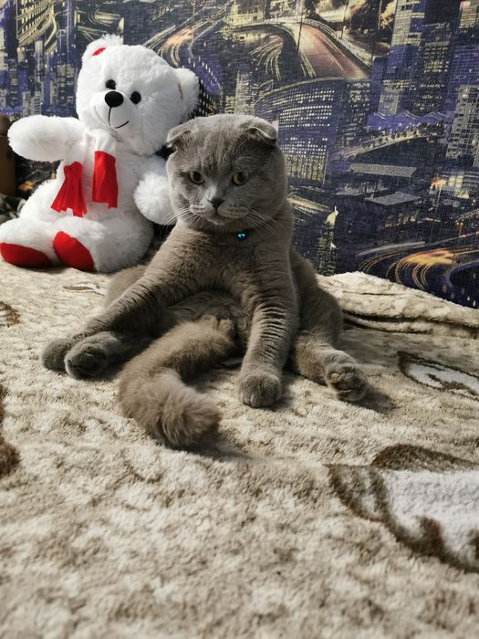 Британец, віслаухій, ліловий