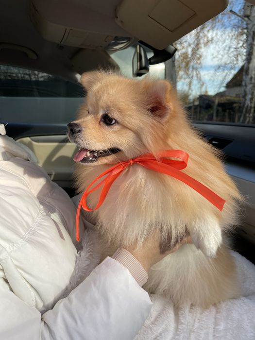 Обіймай і не відпускай  чарівні Померанські шпіци тут!