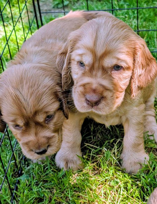 Cocker spaniel angielski