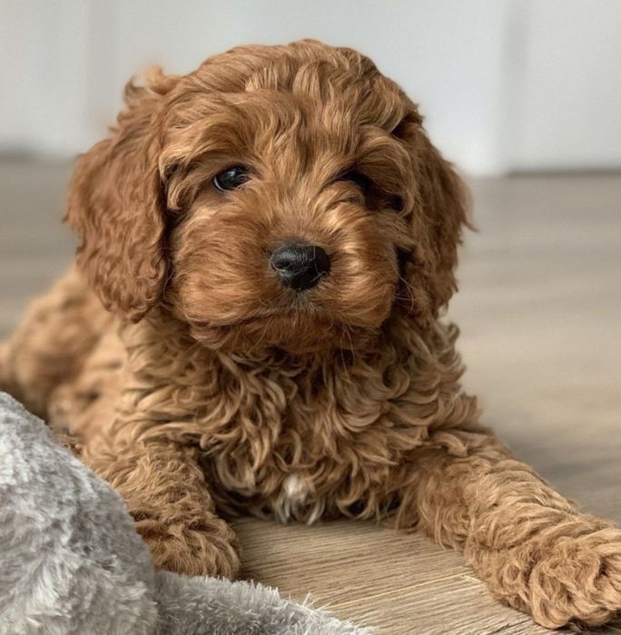 Цуценята кокапу, кавапу, пудель, мальтіпу.