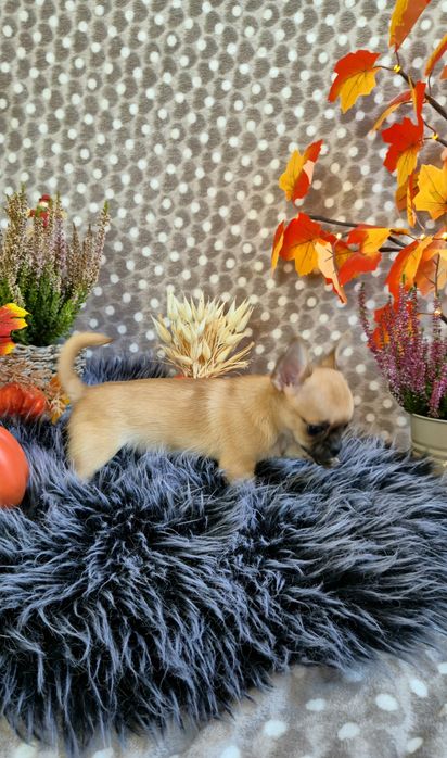 Przepiękny chlopczyk chihuahua krótkowłosy