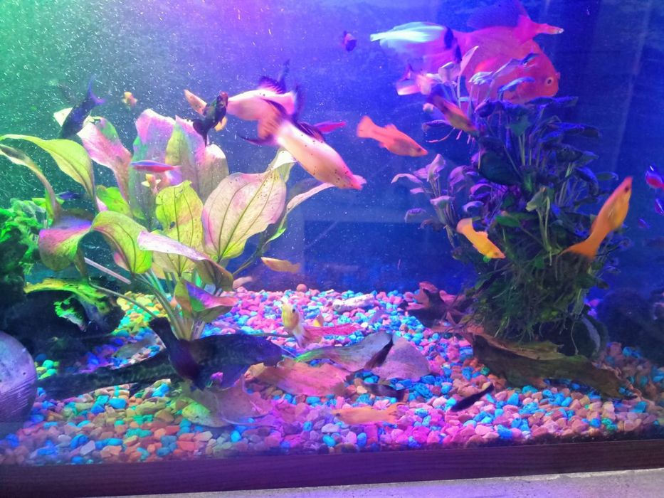 Продам акваріум на 240л.