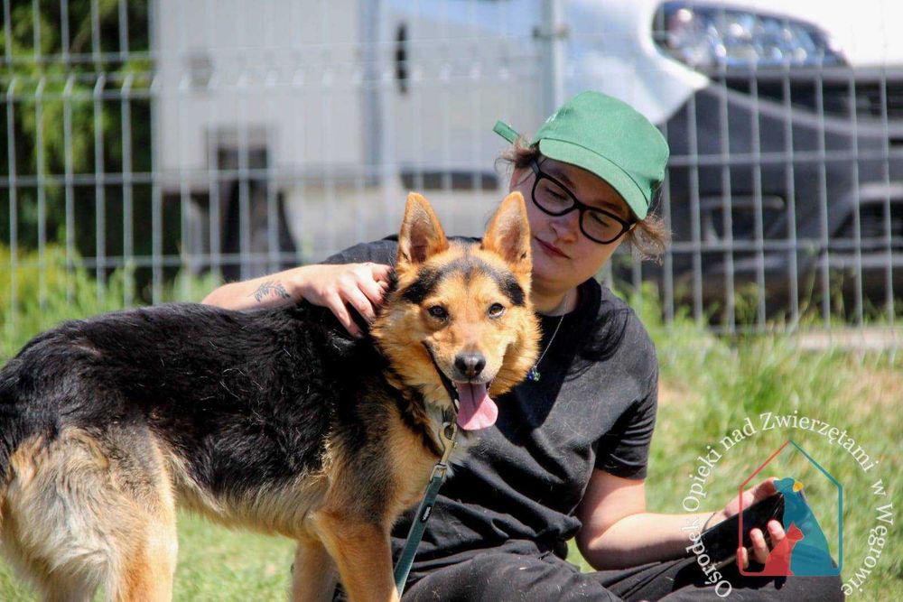 DELIKATNY, UCZUCIOWY, oddany, śliczny - adoptuj pupila