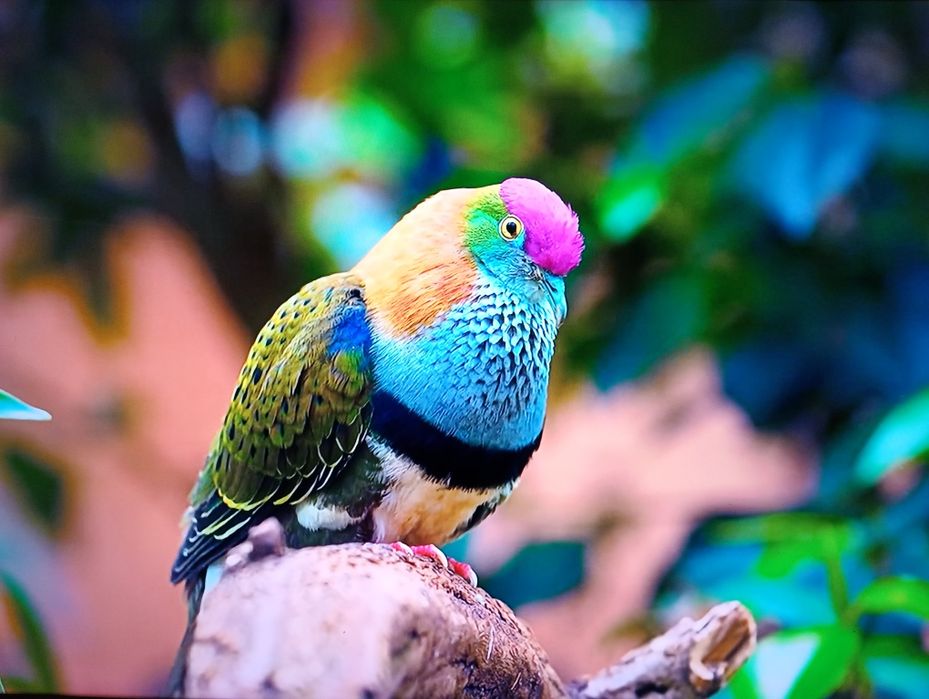 Samsung UE55JS8005 4k