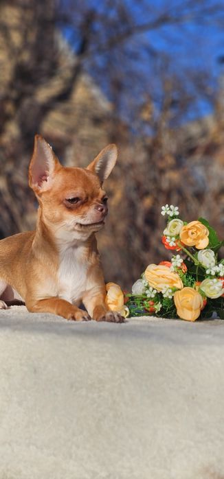 Красотка девочка чихуахуа КСУ