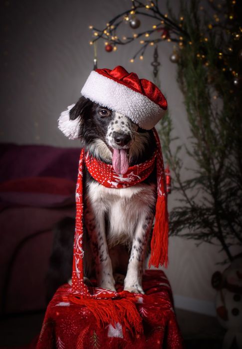 Цуценята бордер коллі Бордер колли Бордер колі