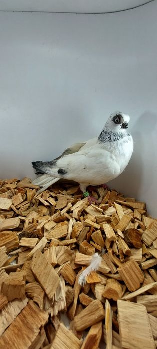 Szek, szeki, krotkodzioby polski