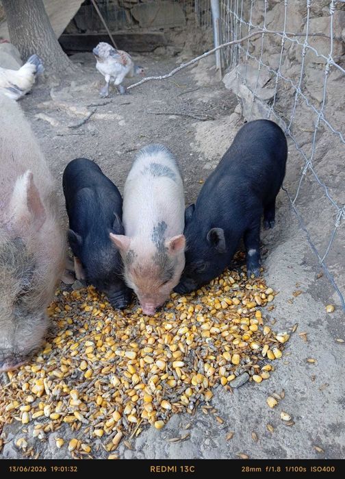 Mini pigs Porquinhos anões