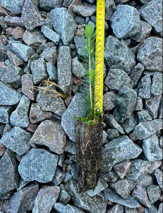 Саджанці Модрини, Ялини, Сосни, Ялиці