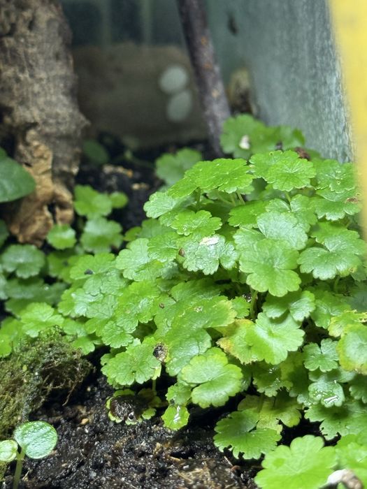 Hydrocotyle do terrarium