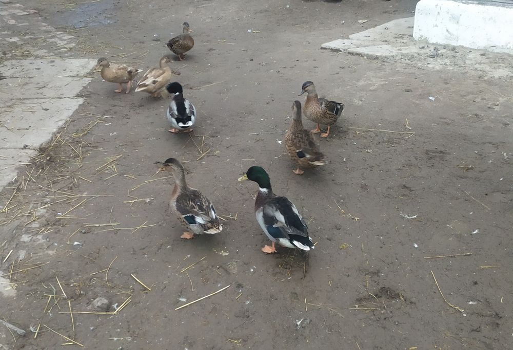 Крижні,качки,підсадні утки