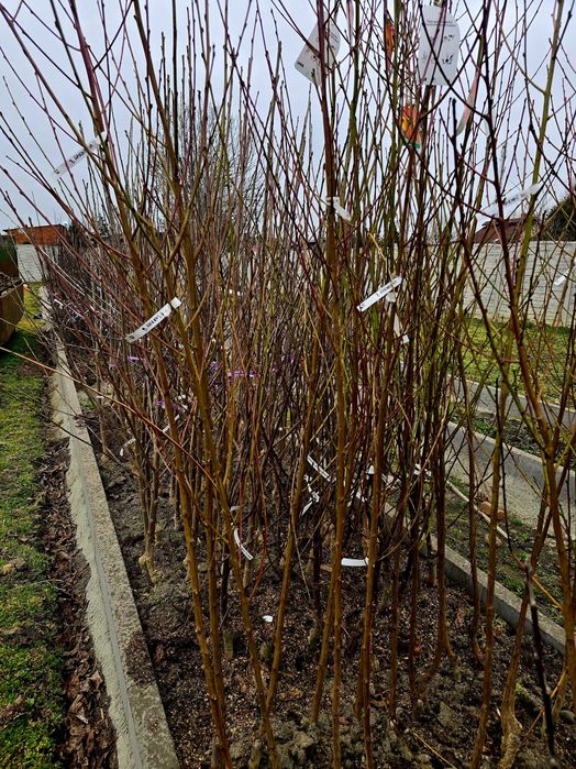 Drzewka I krzewy owocowe