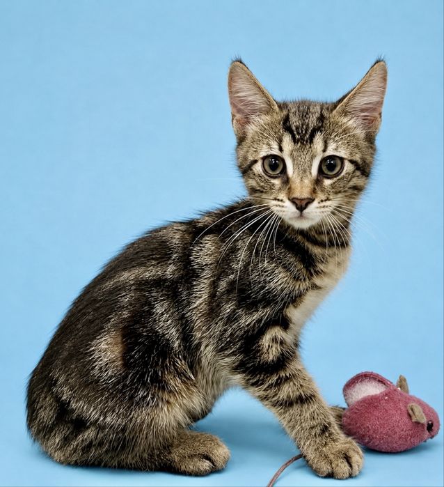Котята 2мес тигровый котенок табби кішечка кошеня лесной кот полосатый пушистый
