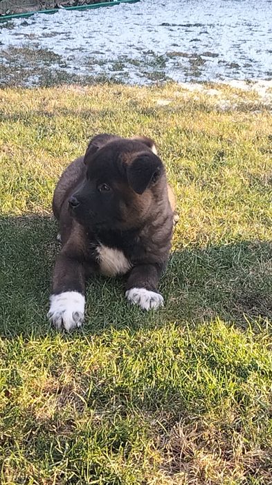 Американські Акіти,Красиві песики